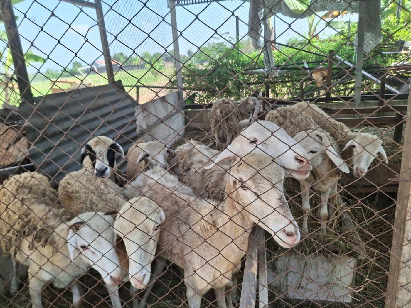 Domba di kandang ternak