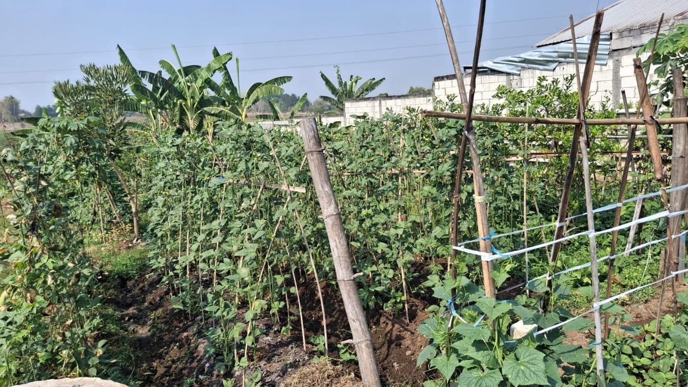 Kebun sayur panti