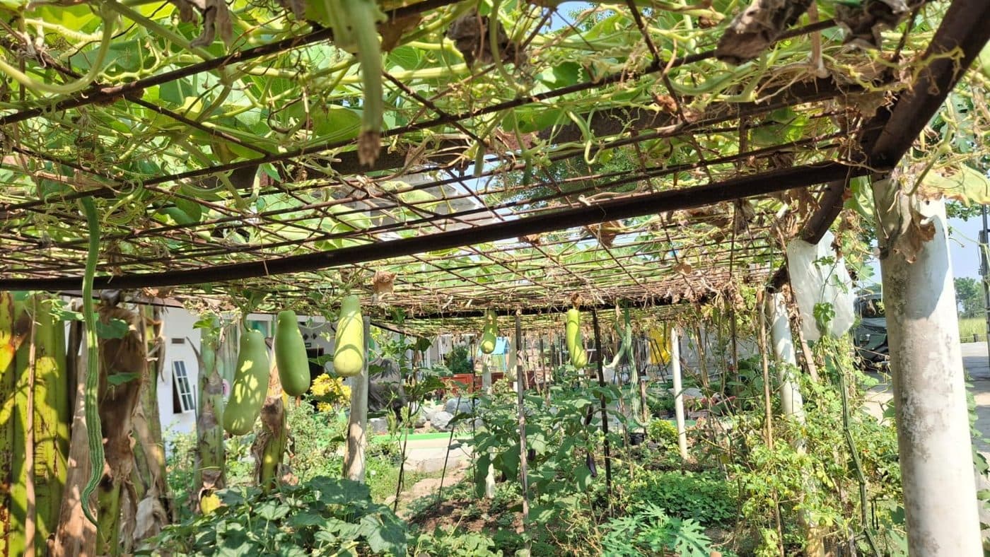 Perkebunan Sayur